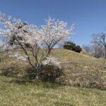 桜の向こうに横たわる美旗古墳群の墳丘