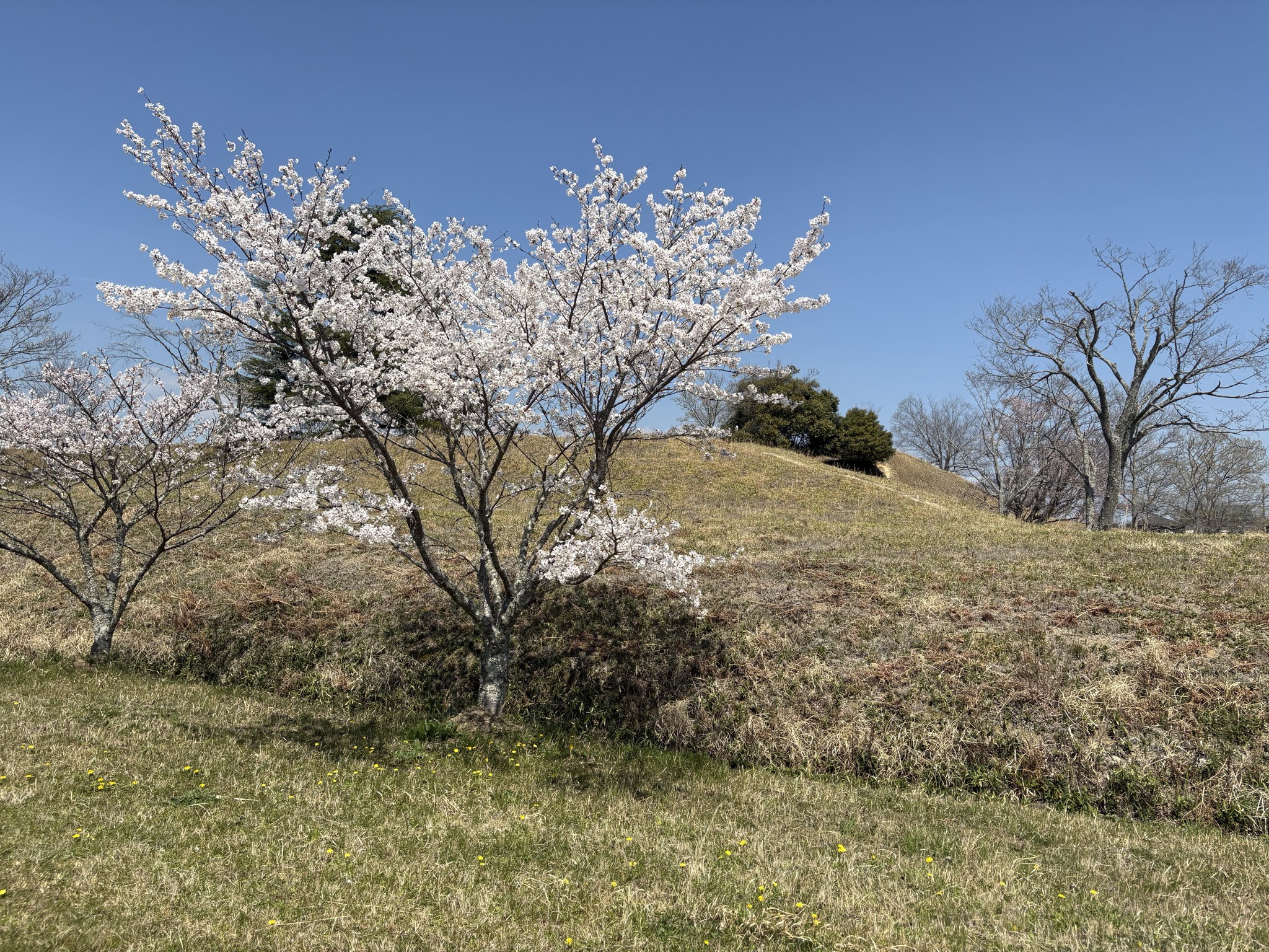 桜の向こうに横たわる美旗古墳群の墳丘