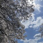 石舞台園地の桜と菜の花