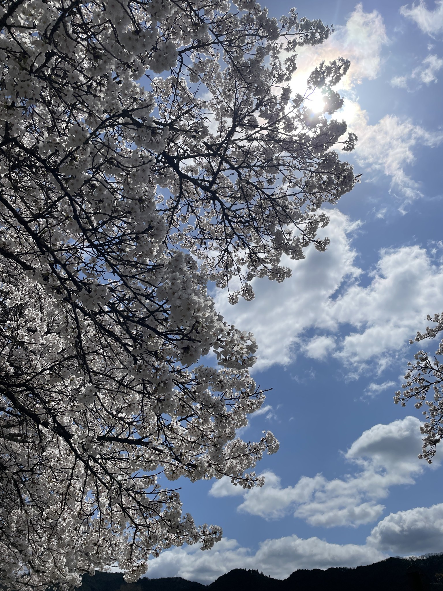 石舞台園地の桜と菜の花