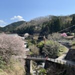 飛鳥川に架かる橋と桜(稲渕の綱掛神事の男綱)