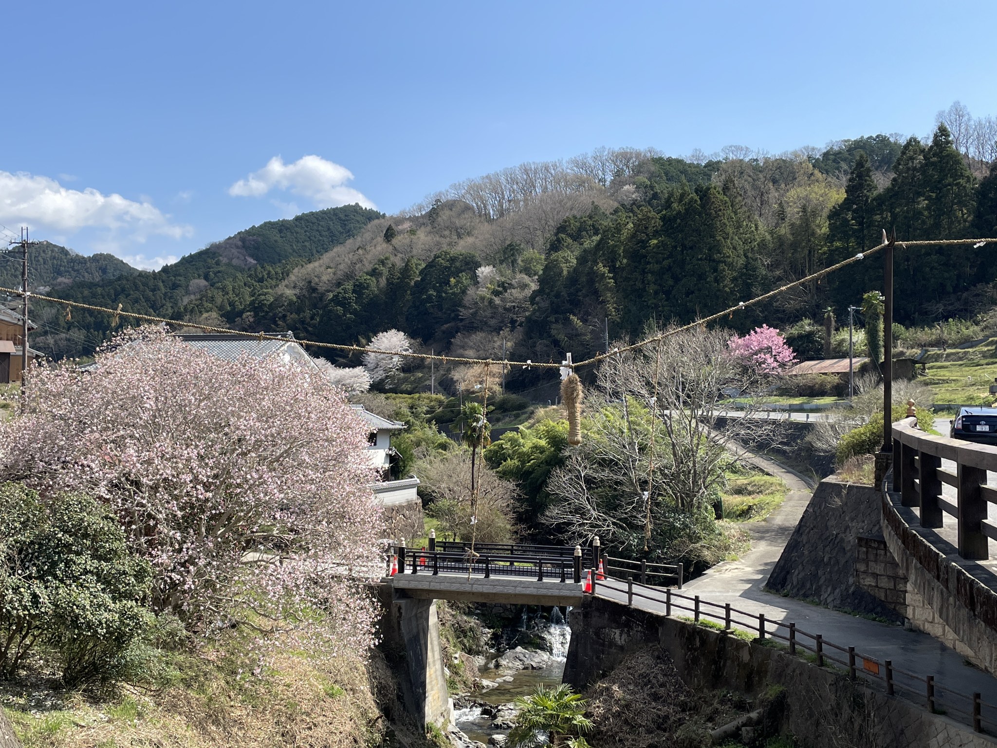 飛鳥川に架かる橋と桜(稲渕の綱掛神事の男綱)