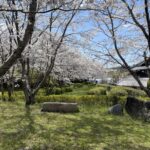 坂田寺跡の広場と桜