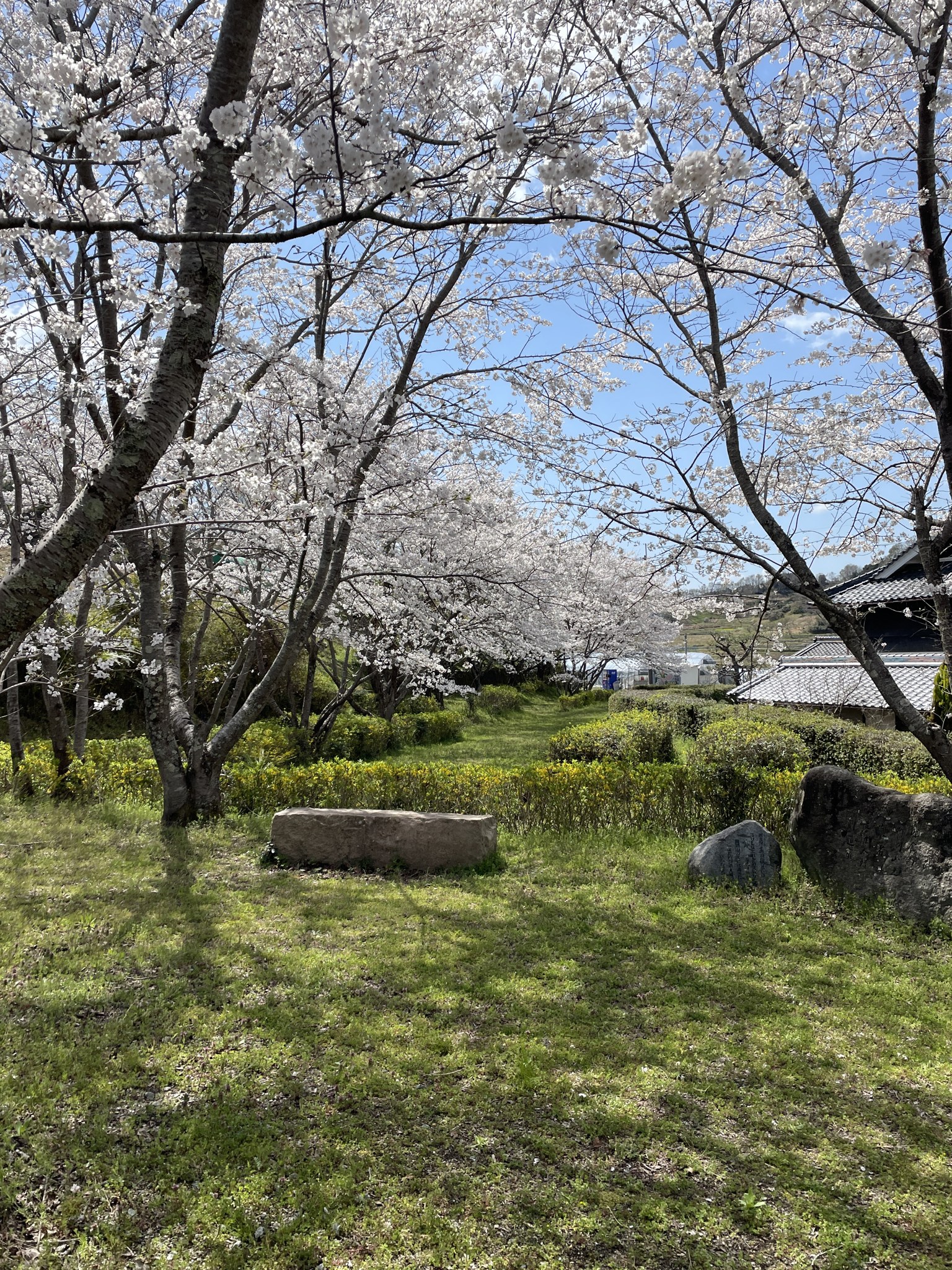 坂田寺跡の広場と桜
