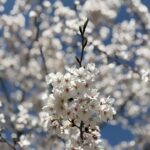 美旗古墳群に咲く満開の桜