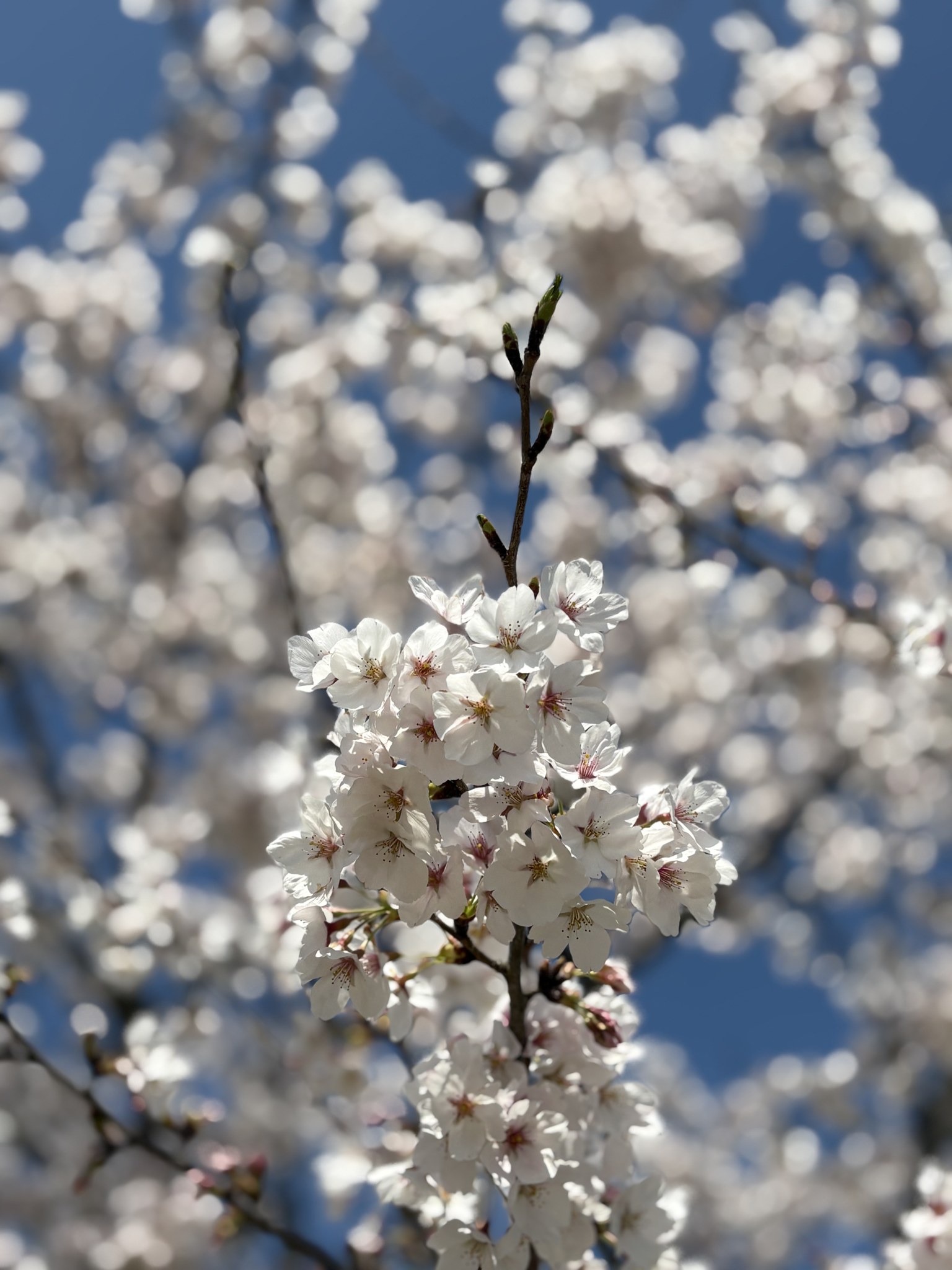 美旗古墳群に咲く満開の桜