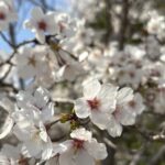 青空に映える満開の桜