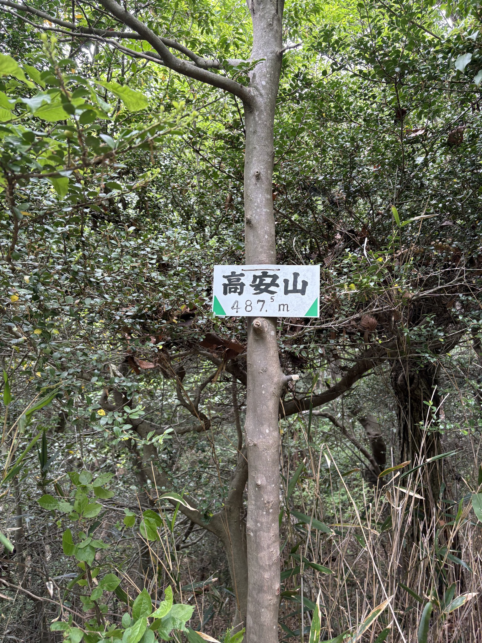 高安山の山頂標識(標高487.5m)