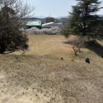 満開の桜と美旗古墳群の墳丘