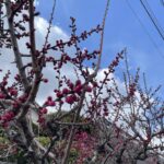 梅の花