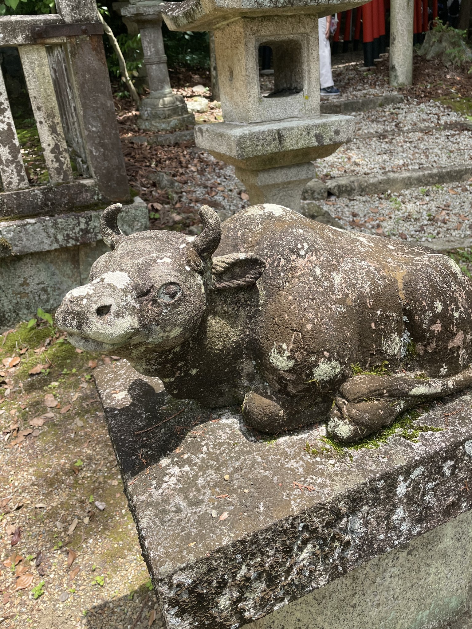 伊射奈岐神社の撫で牛