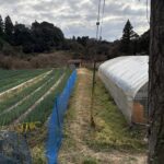 横井廃寺跡あたりの農地