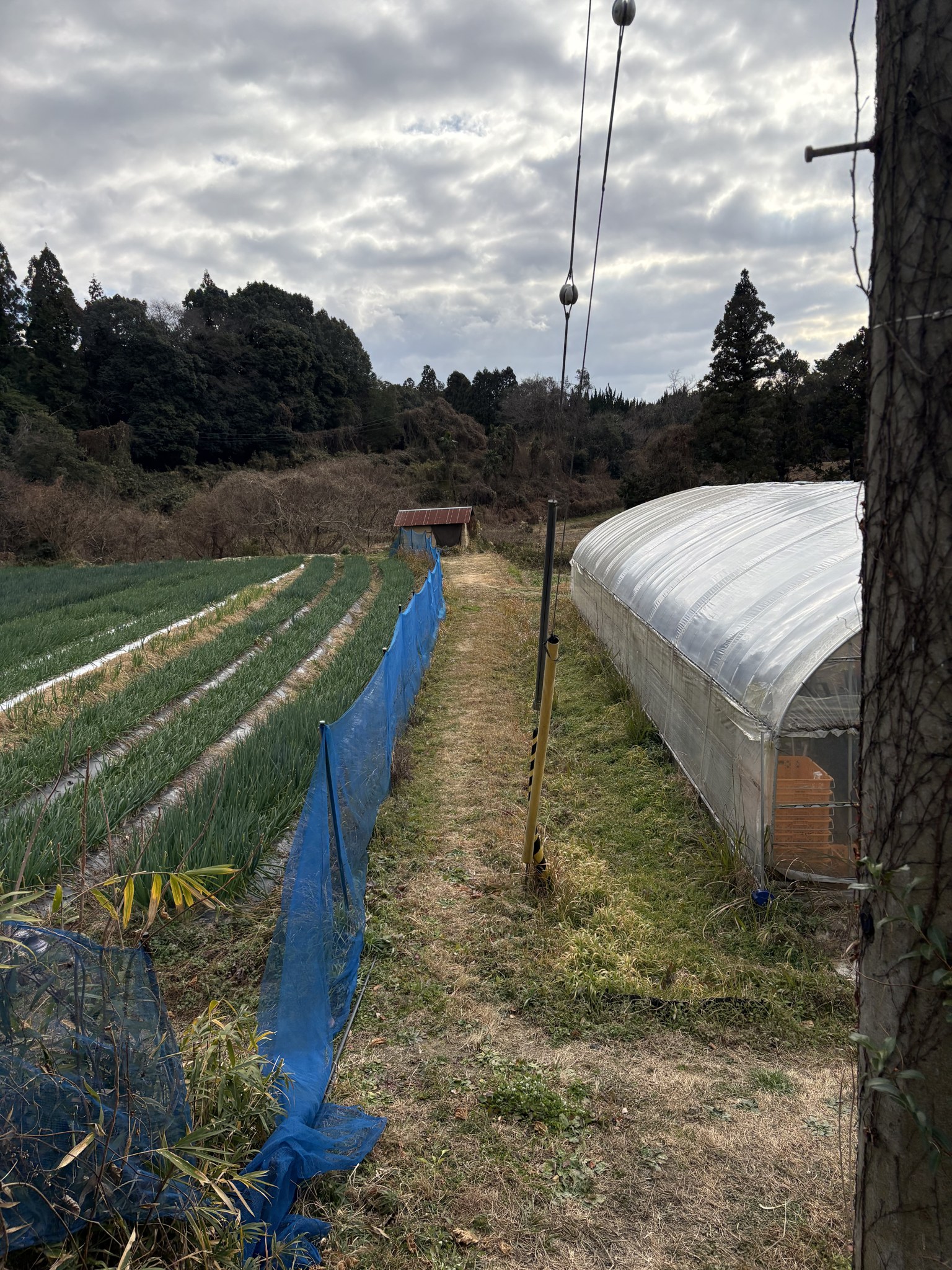 横井廃寺跡あたりの農地