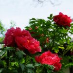 石光寺のお堂の屋根を背に咲く赤いぼたん