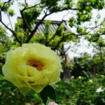 石光寺の境内に咲く黄色いぼたん