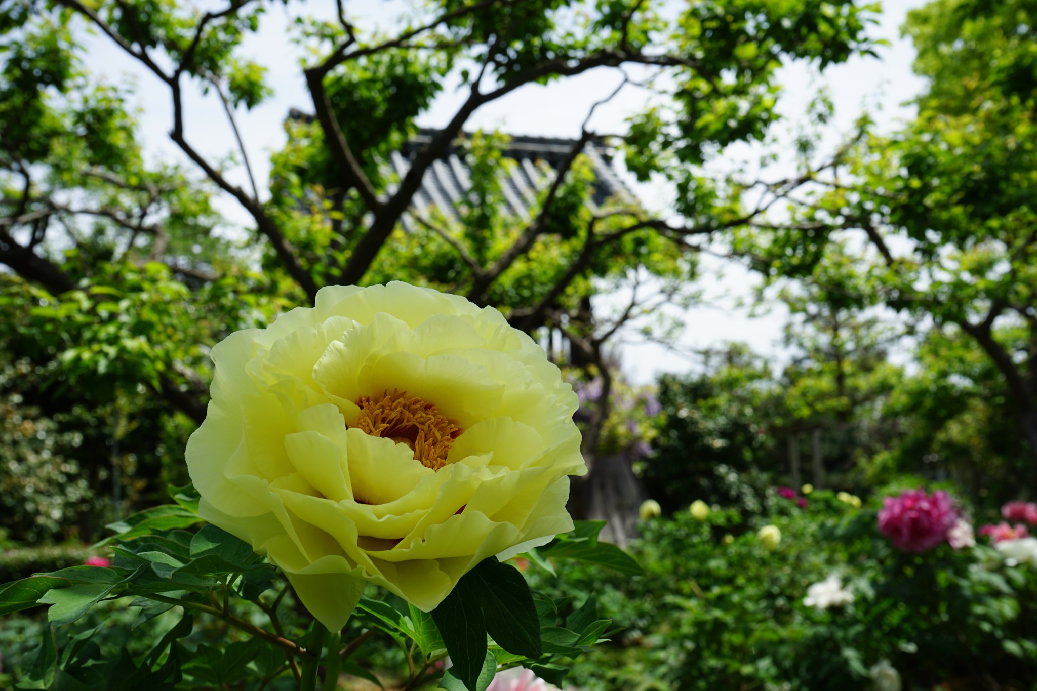 石光寺の境内に咲く黄色いぼたん