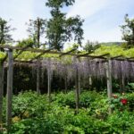 石光寺の藤棚に垂れる藤の花