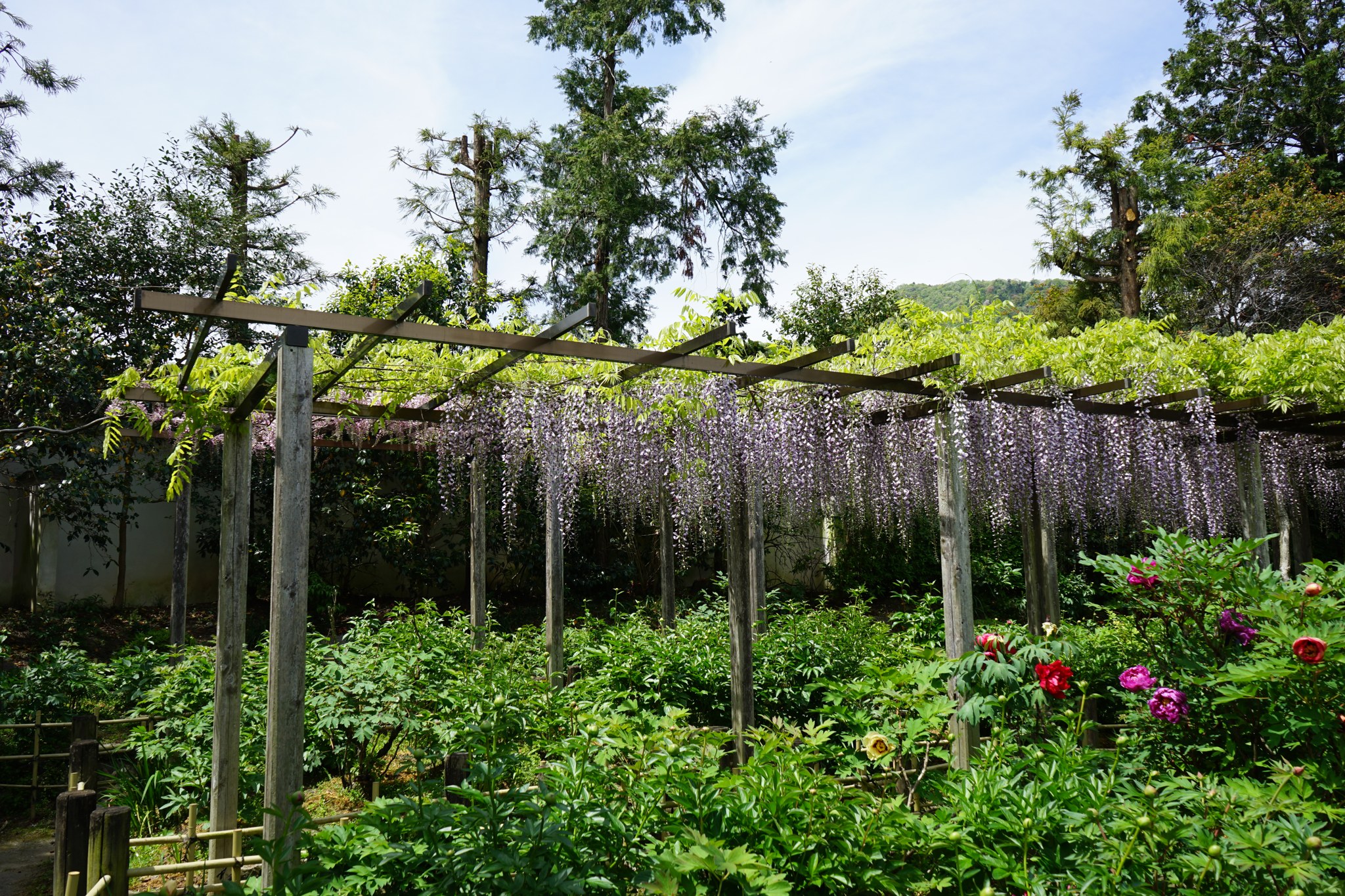 石光寺の藤棚に垂れる藤の花