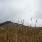 空に向かって伸びる曽爾高原のススキの穂