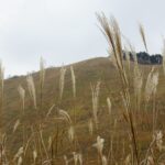 曽爾高原のススキの穂と丘