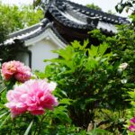 石光寺のピンクのぼたん