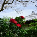 石光寺のお堂の前に咲く赤いぼたん