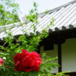石光寺の瓦屋根を背にした赤いぼたん
