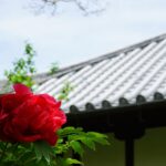 石光寺の白壁を背にした赤いぼたん