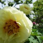 石光寺の黄色いぼたんの大輪