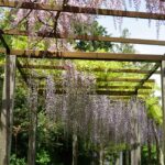 石光寺の藤棚
