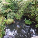 信貴山朝護孫子寺の境内の鯉が泳ぐ池