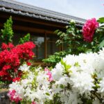 石光寺の建物前に咲くぼたんとつつじ