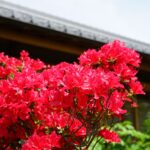 石光寺の赤いつつじ