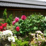 石光寺の建物前の花壇とぼたん