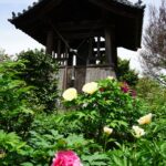 石光寺の鐘楼とぼたんの咲く庭