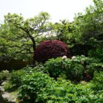 石光寺の庭に咲くつつじとぼたん