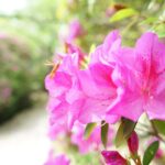 長岳寺の平戸つつじの花