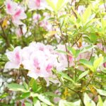長岳寺に咲く淡い色のつつじ