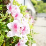 長岳寺に咲く白いつつじ