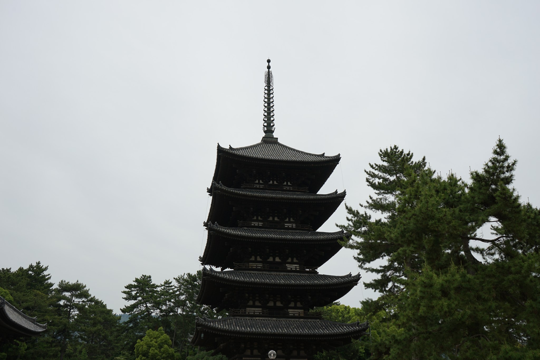 松の緑ごしに見上げる興福寺の国宝五重塔