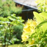 慈光院の庭に咲く初夏の黄色い花