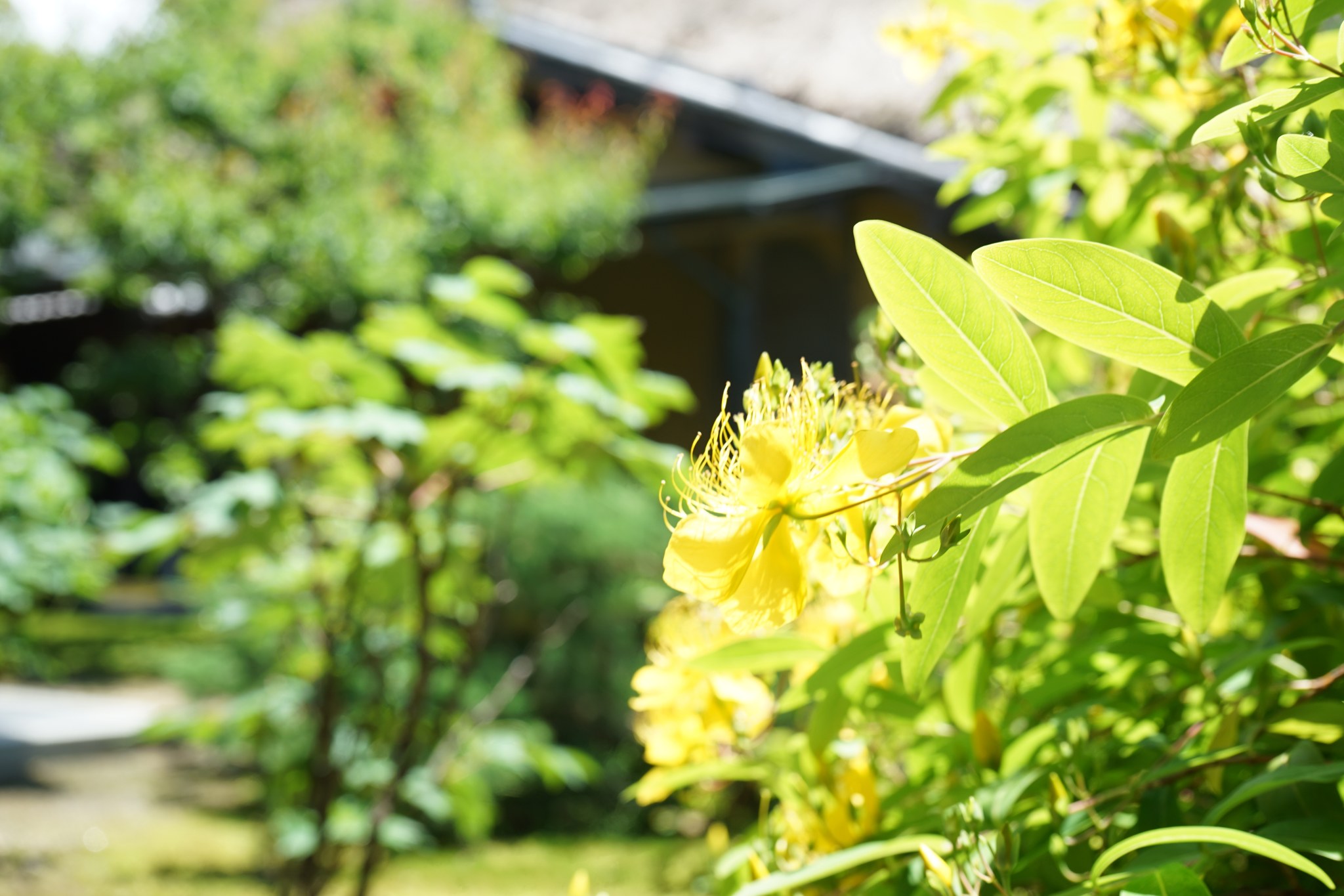 慈光院の庭に咲く初夏の黄色い花