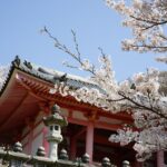 朱塗りの壷阪寺本堂の屋根と石灯籠、満開の桜