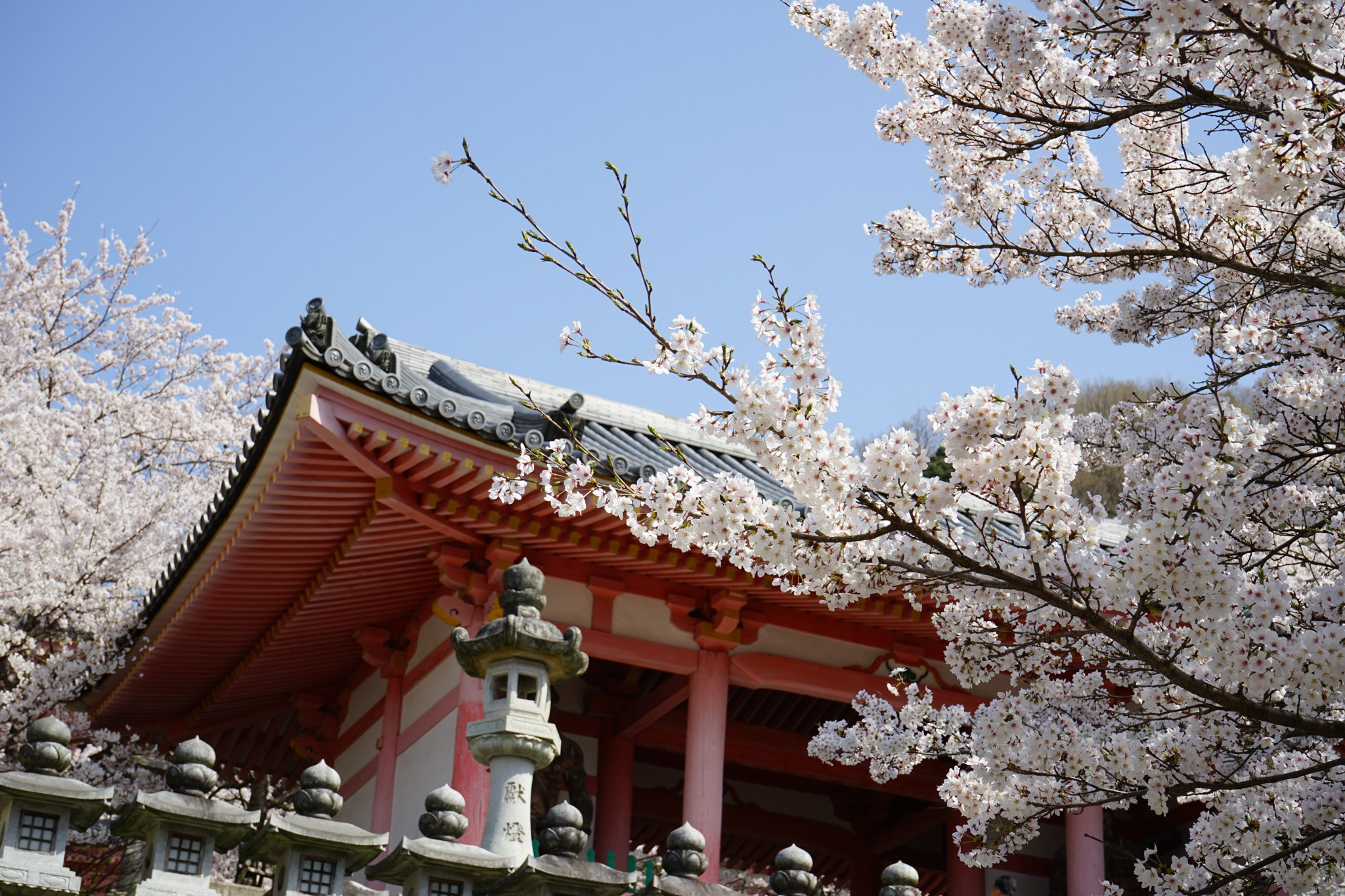 朱塗りの壷阪寺本堂の屋根と石灯籠、満開の桜