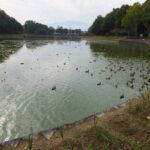 橿原神宮の深田池