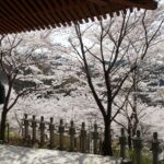 壷阪寺の鐘と石灯籠の列、桜ごしに見渡す高取の山並み