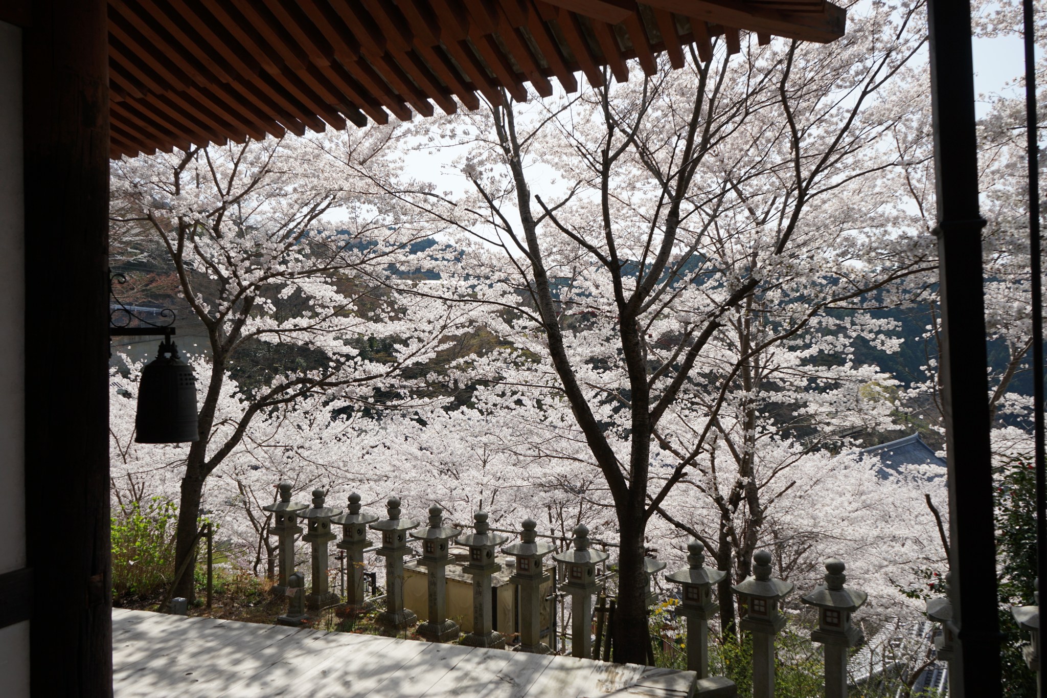 壷阪寺の鐘と石灯籠の列、桜ごしに見渡す高取の山並み