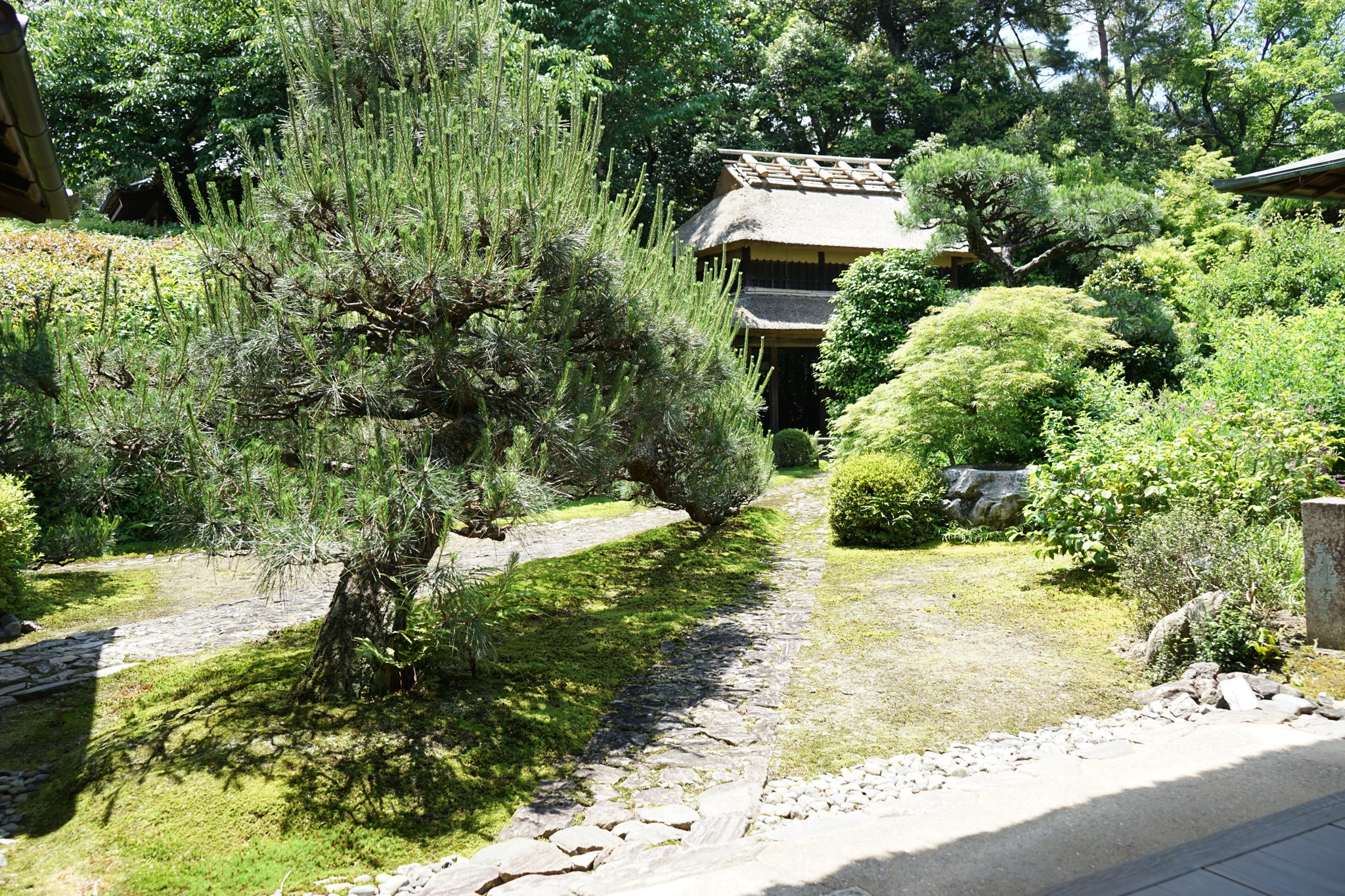 慈光院の刈込と松が続く庭園