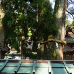 大神神社の巳の神杉