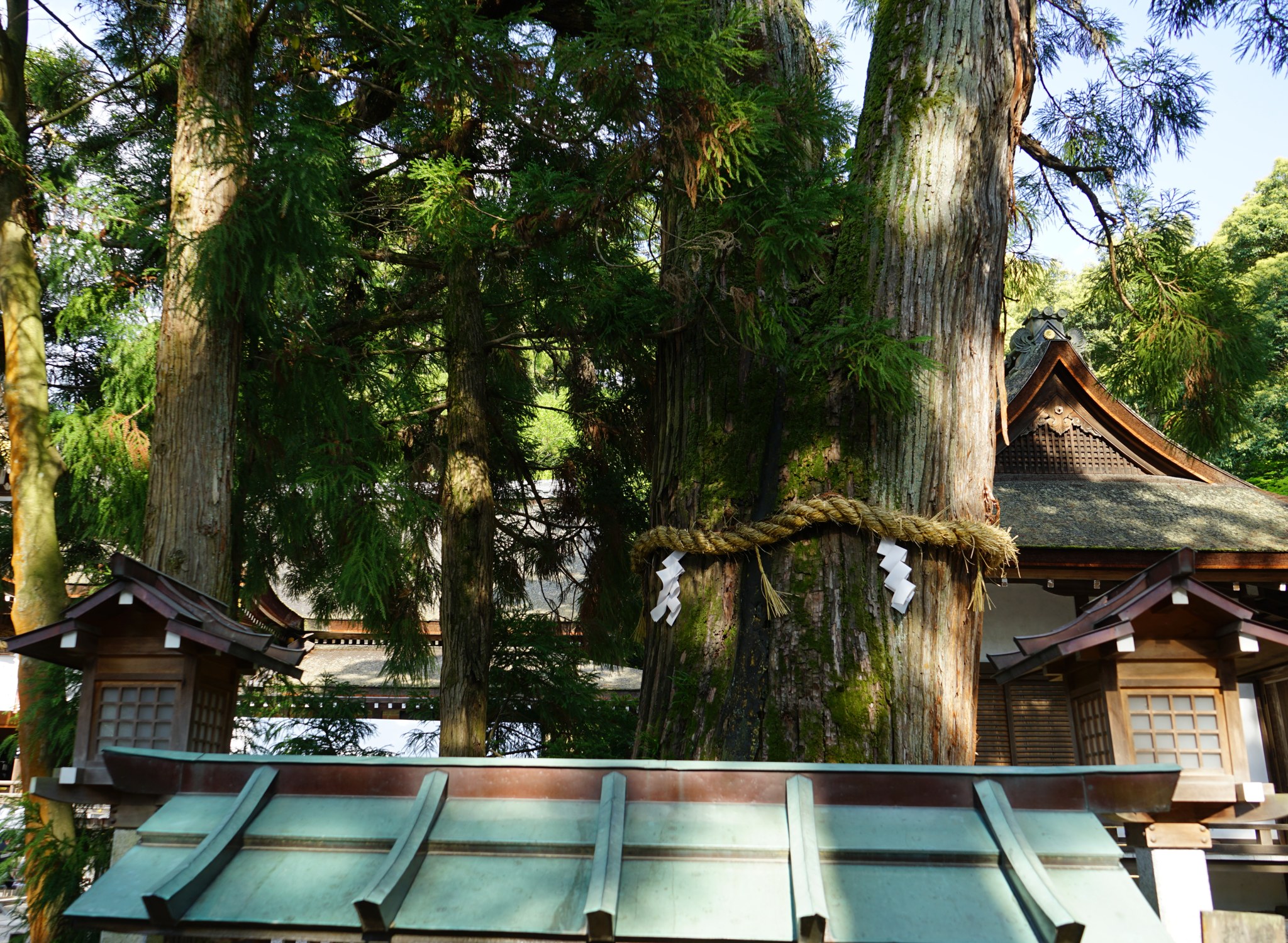 大神神社の巳の神杉